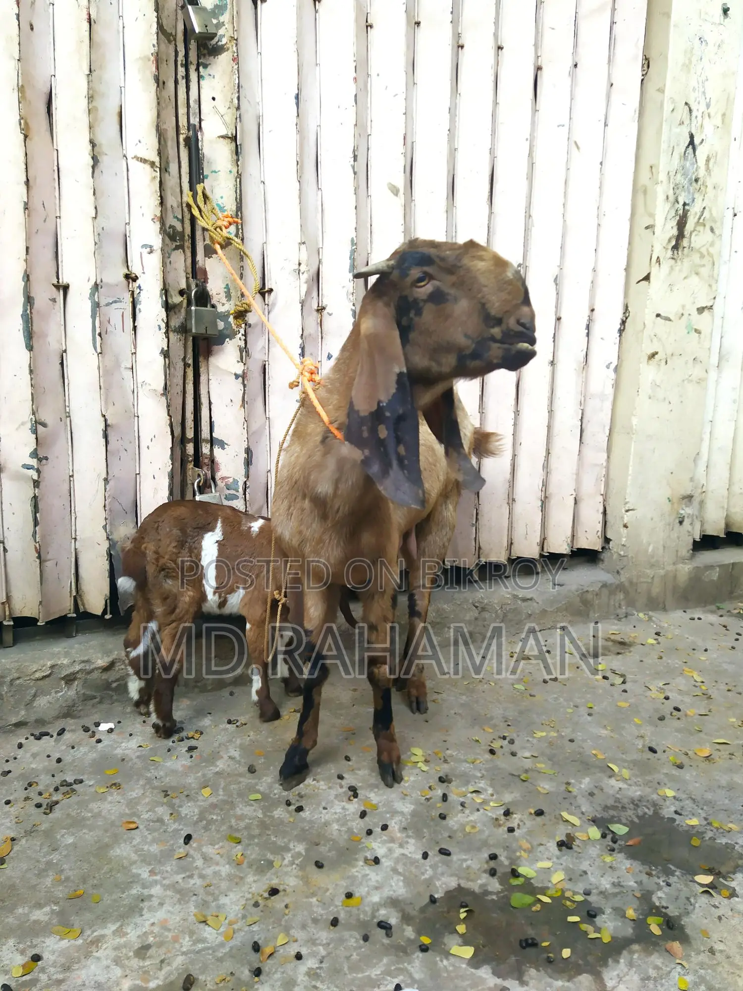 Tota Puri Goat for Sale