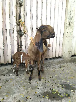 Tota Puri Goat for Sale