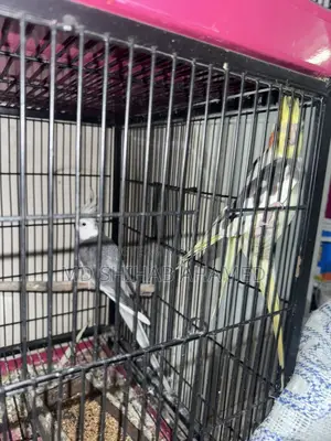 Cockatiel Gray White Face