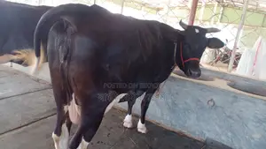 ১১৪৮নং গাভী গরু কিনুন পোষার জন্য ভালো হবে ।