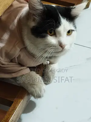 জরুরি ভিত্তিতে বিড়াল দত্তক দেওয়া হবে