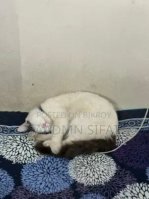 জরুরি ভিত্তিতে বিড়াল দত্তক দেওয়া হবে