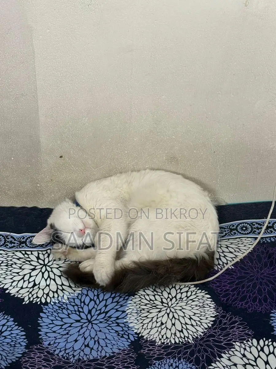 জরুরি ভিত্তিতে বিড়াল দত্তক দেওয়া হবে
