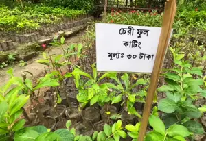 গুলশানে জমি বিক্রয়