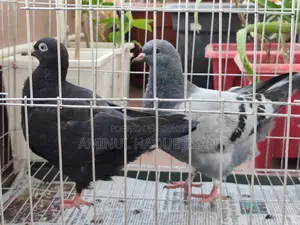 কিং বেবি