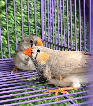 Finch birds