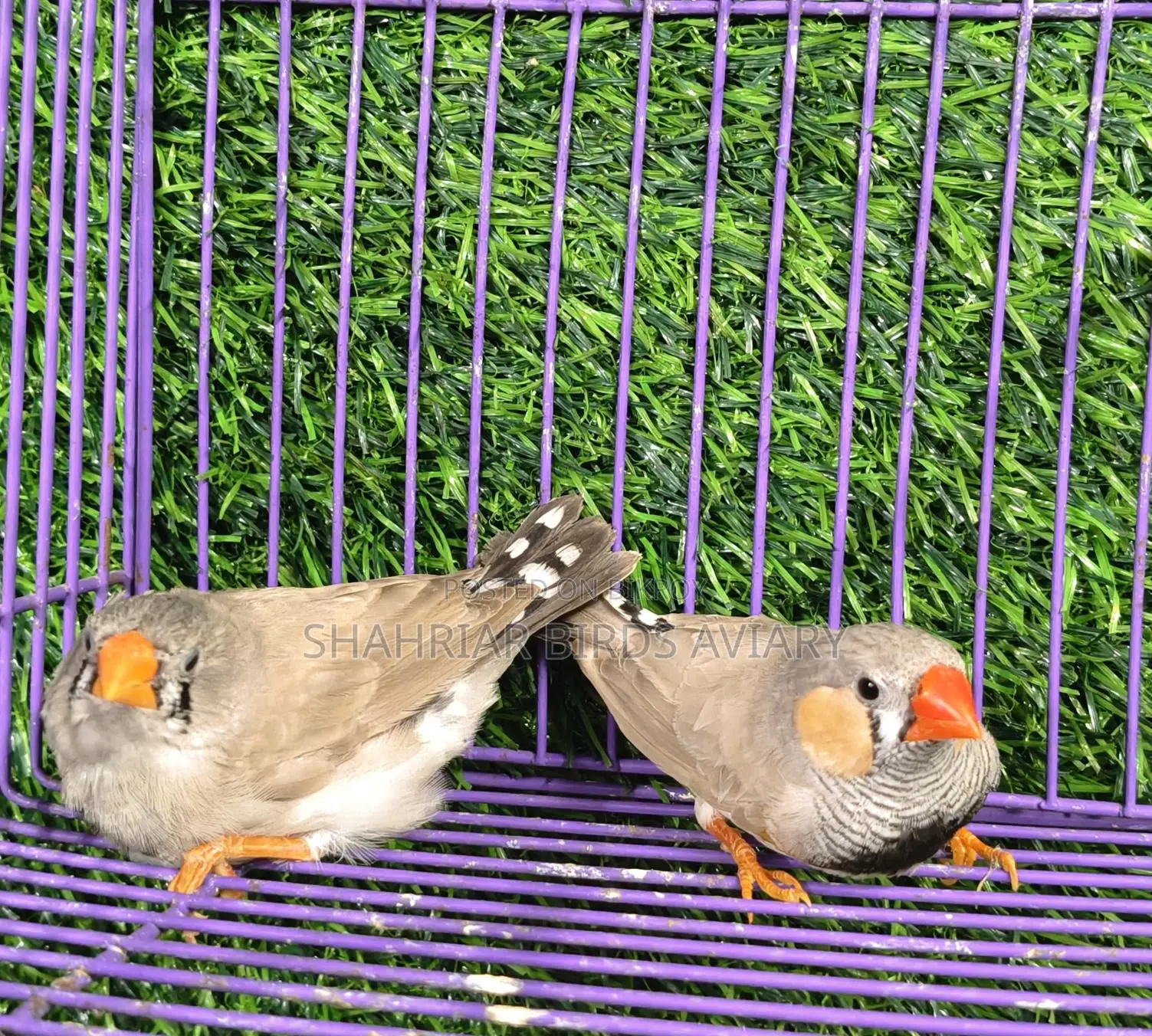 Finch birds