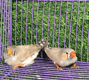 Finch birds