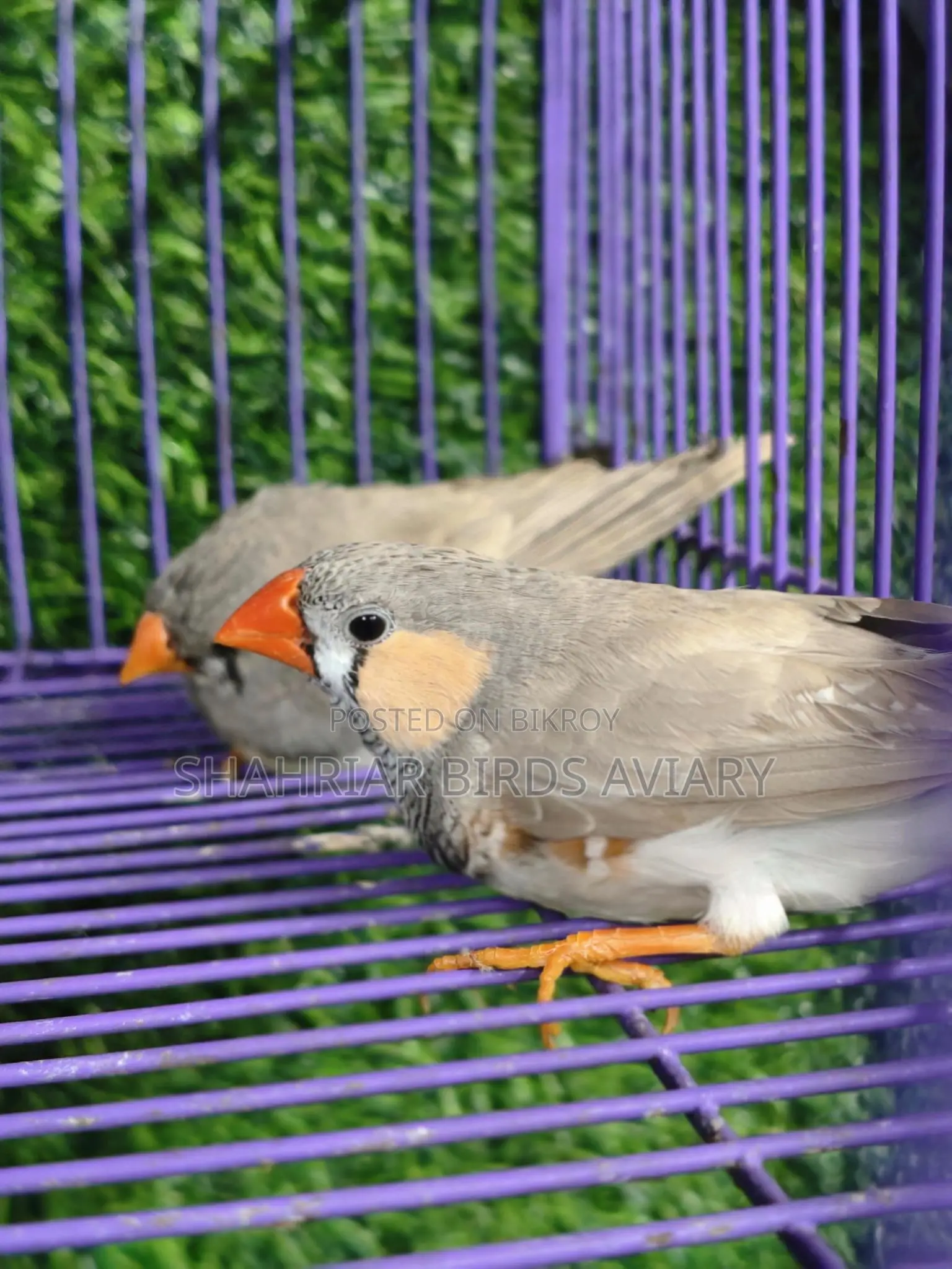 Finch birds