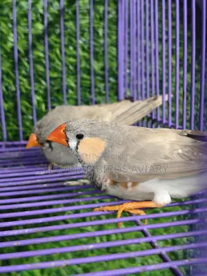 Finch birds