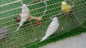 Baby Bird