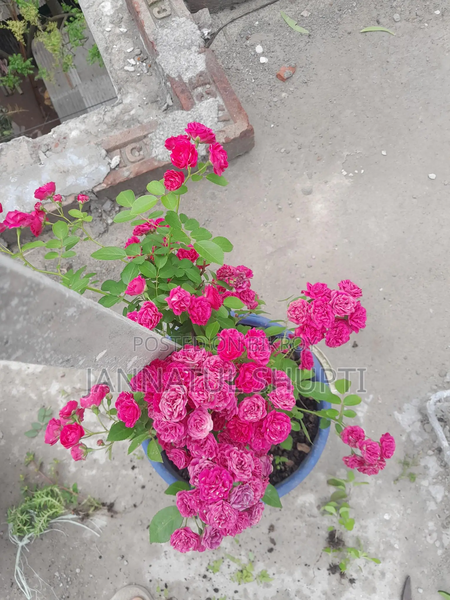হাজারী গোলাপের চারা
