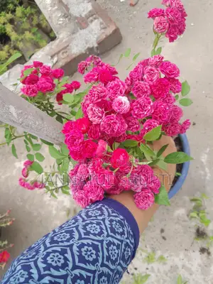 Hazari Rose Sapling