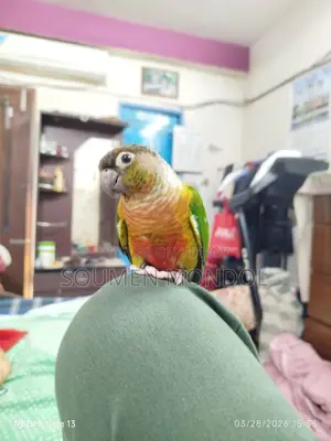 Super Tame Yellow Sided Conure