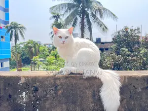 1+ year Male Purebred Persian
