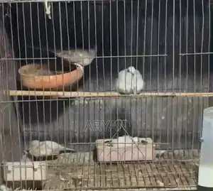 Dove master pair new adult baby