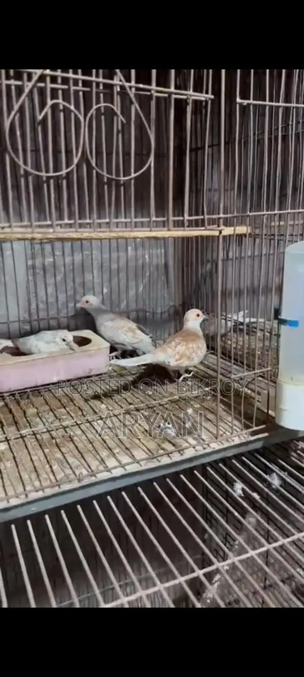Dove master pair new adult baby