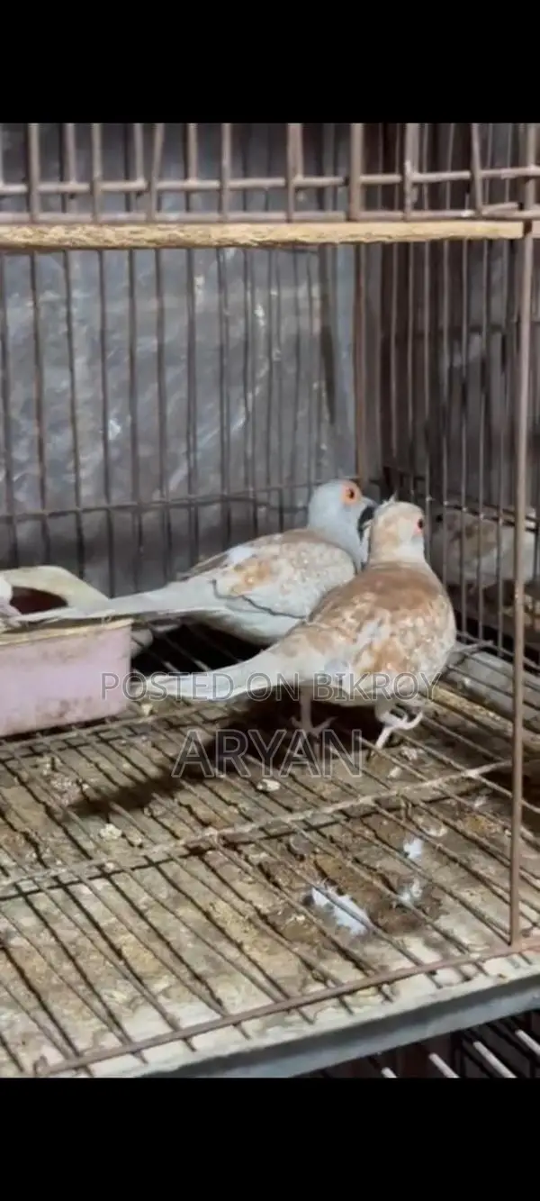 Dove master pair new adult baby