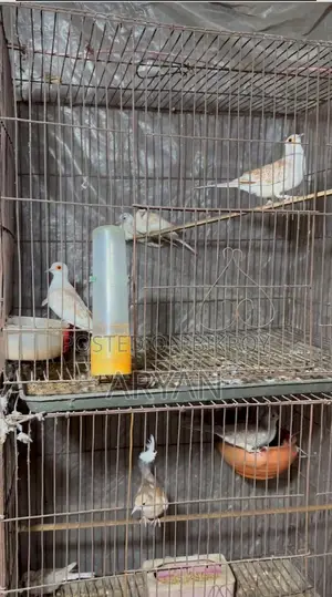 Dove master pair new adult baby