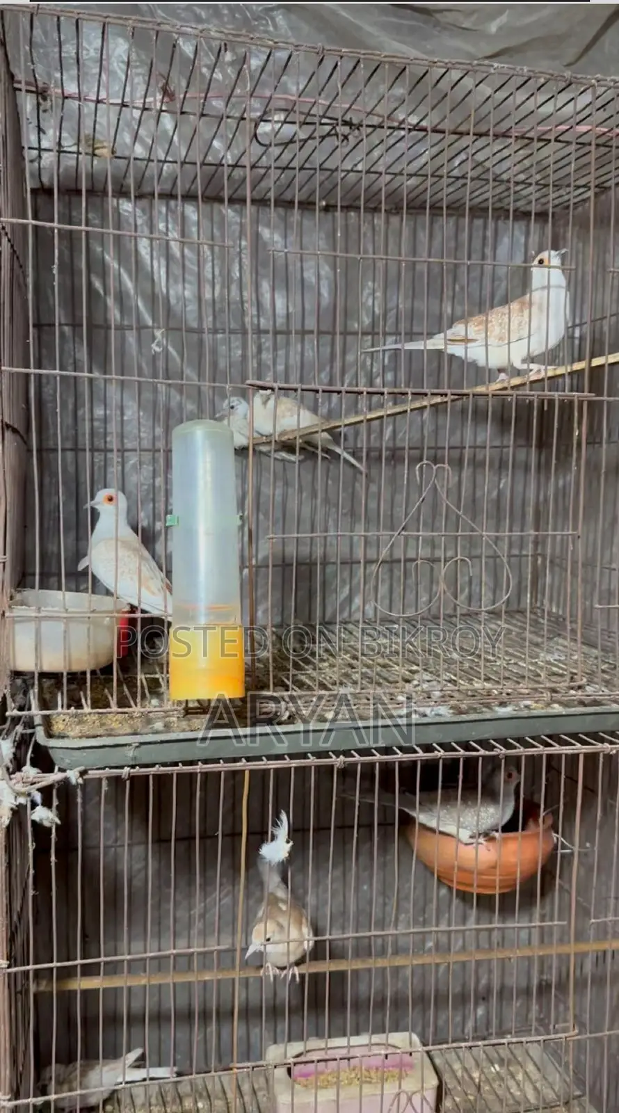 Dove master pair new adult baby