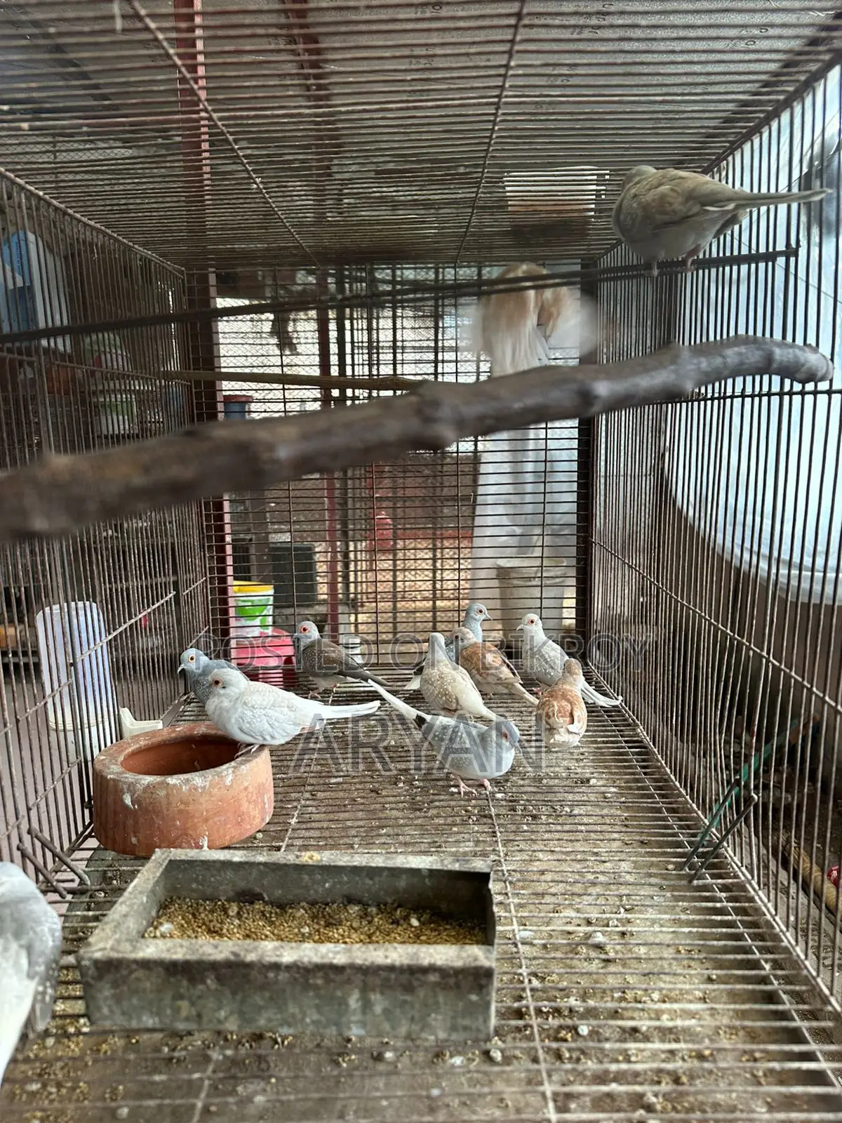 Dove master pair new adult baby