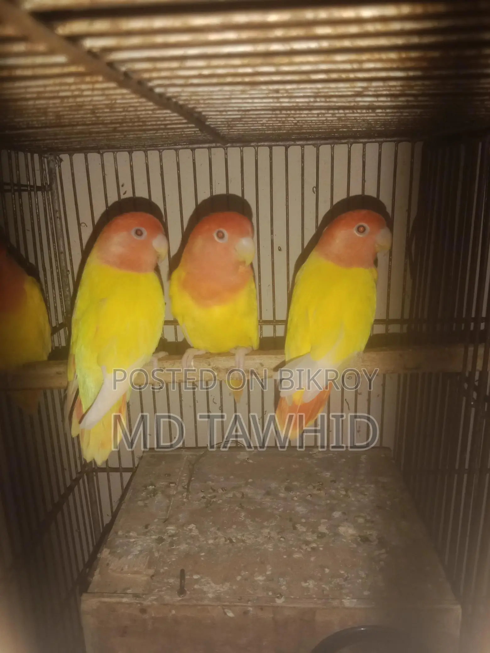 Lutino Opline Love Birds