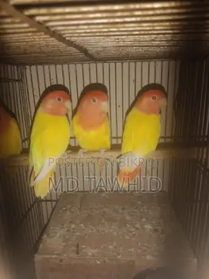 Lutino Opline Love Birds