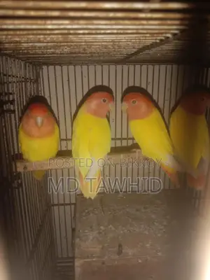 Lutino Opline Love Birds