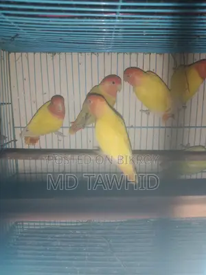 Lutino Opline Love Birds