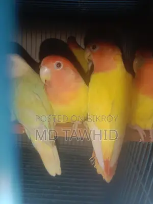 Lutino Opline Love Birds