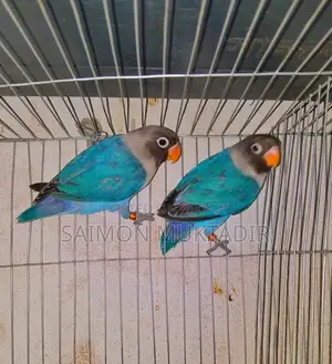 Blue Masked Lovebird