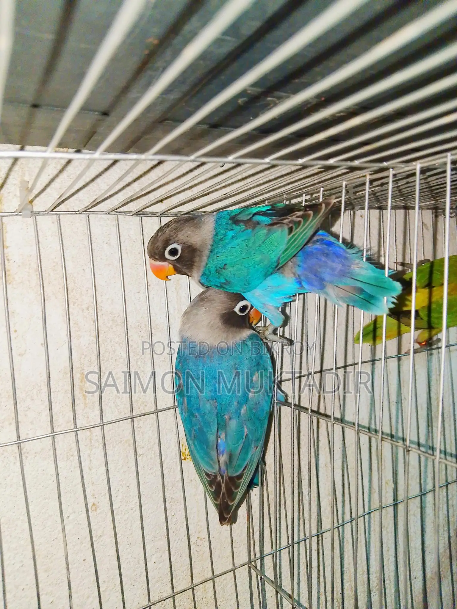 Blue Masked Lovebird
