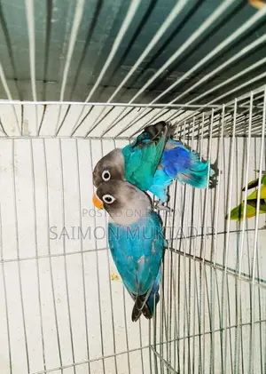ব্লু মাস্কড লাভবার্ড