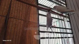 পাখি বিক্রি