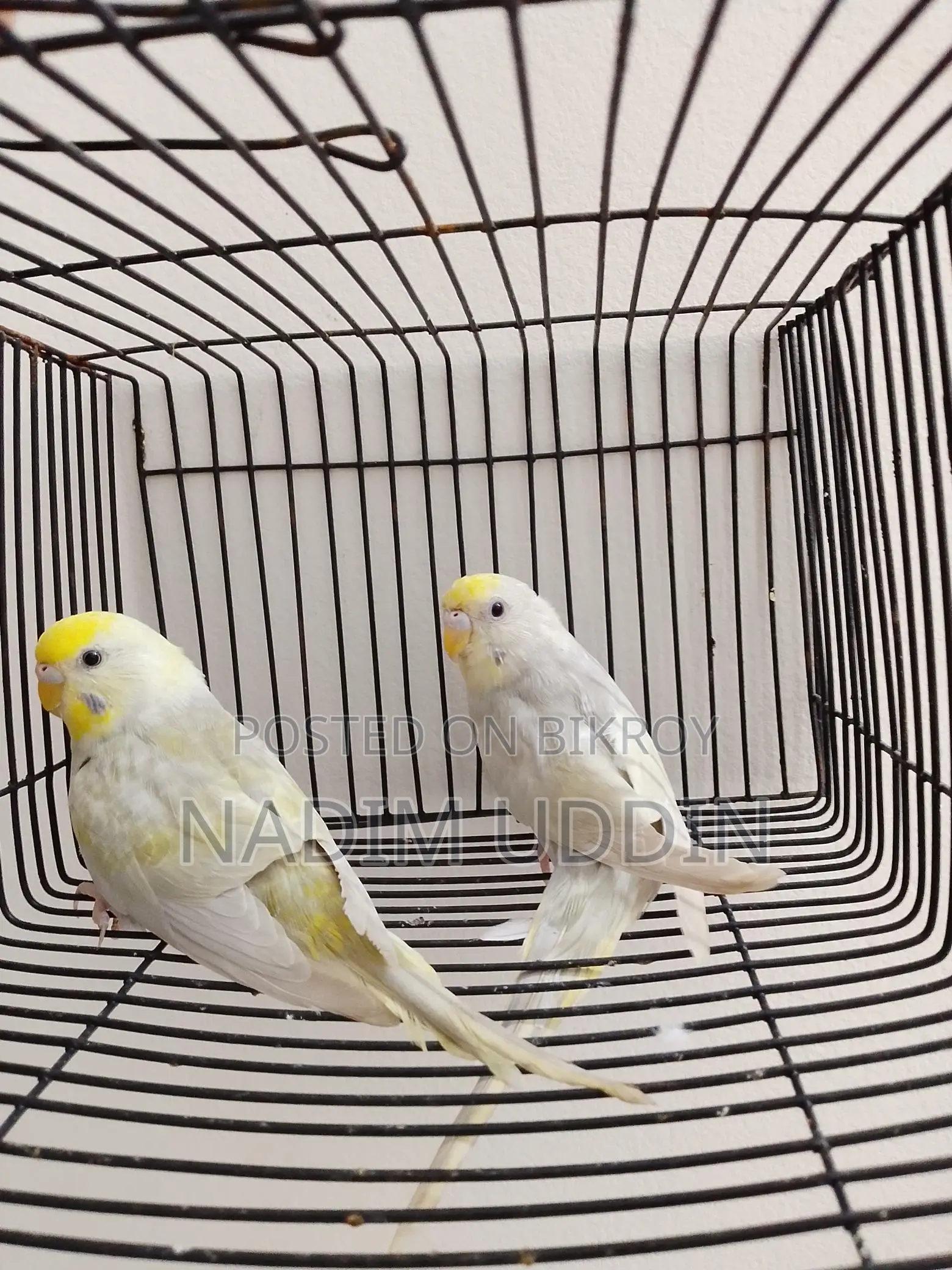 New Adult Female 2 Pis