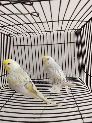 New Adult Female 2 Pis