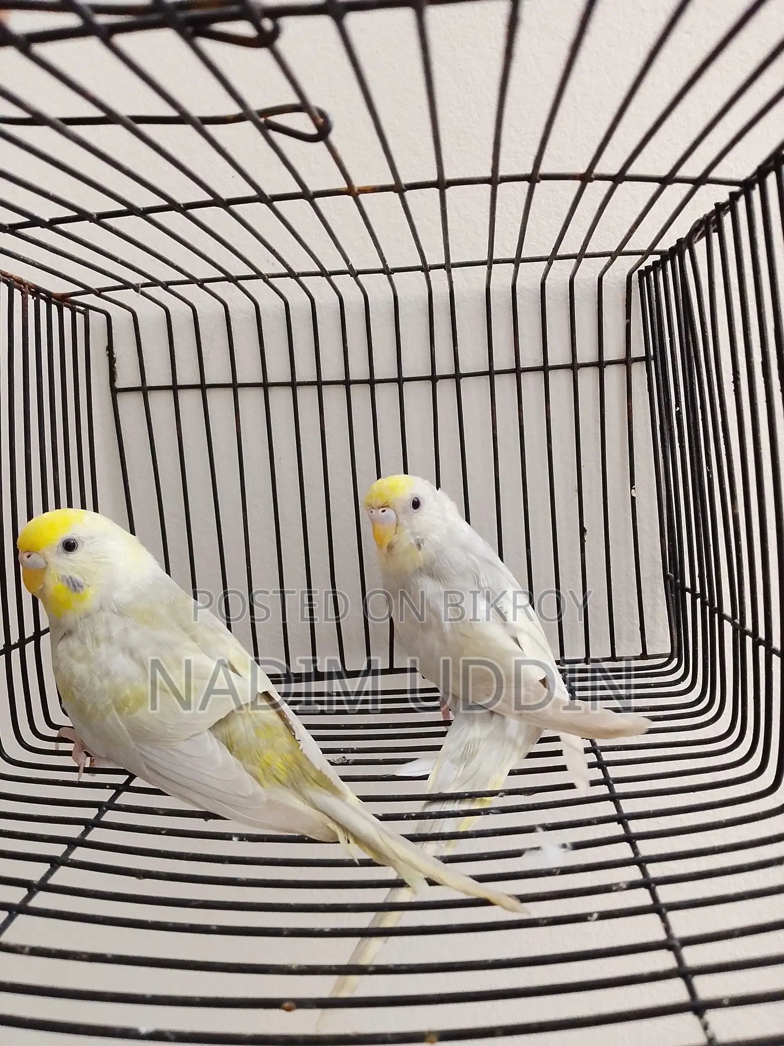 New Adult Female 2 Pis