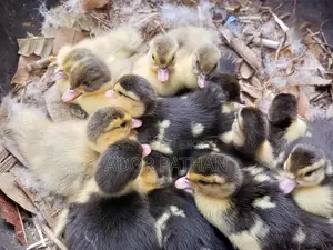 Muscovy Ducklings