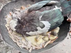 চিনা হাসের বাচ্চা