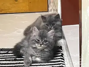 1-3 Months Male Purebred Persian