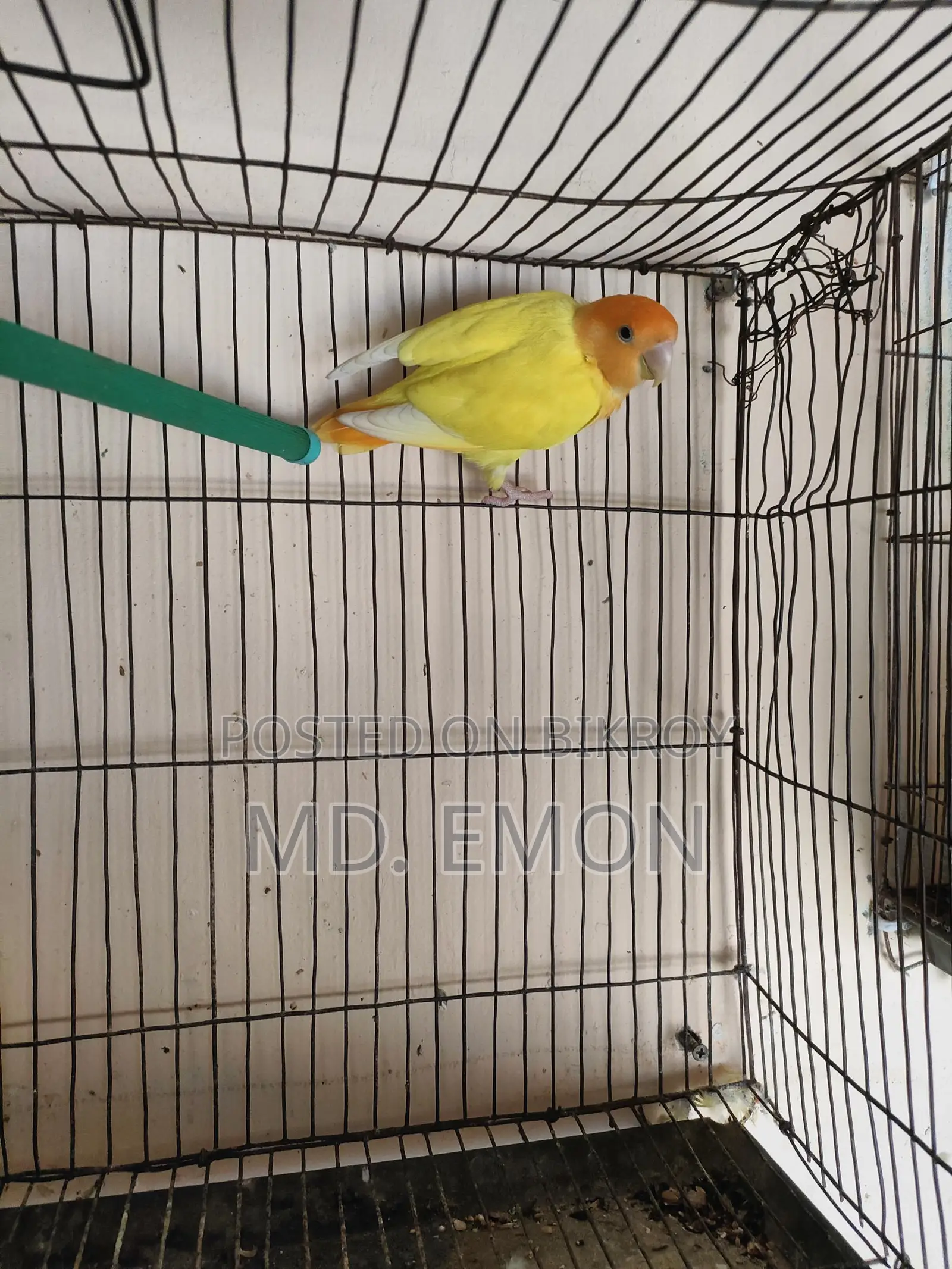 Love Birds for sale