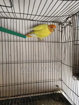 Love Birds for sale