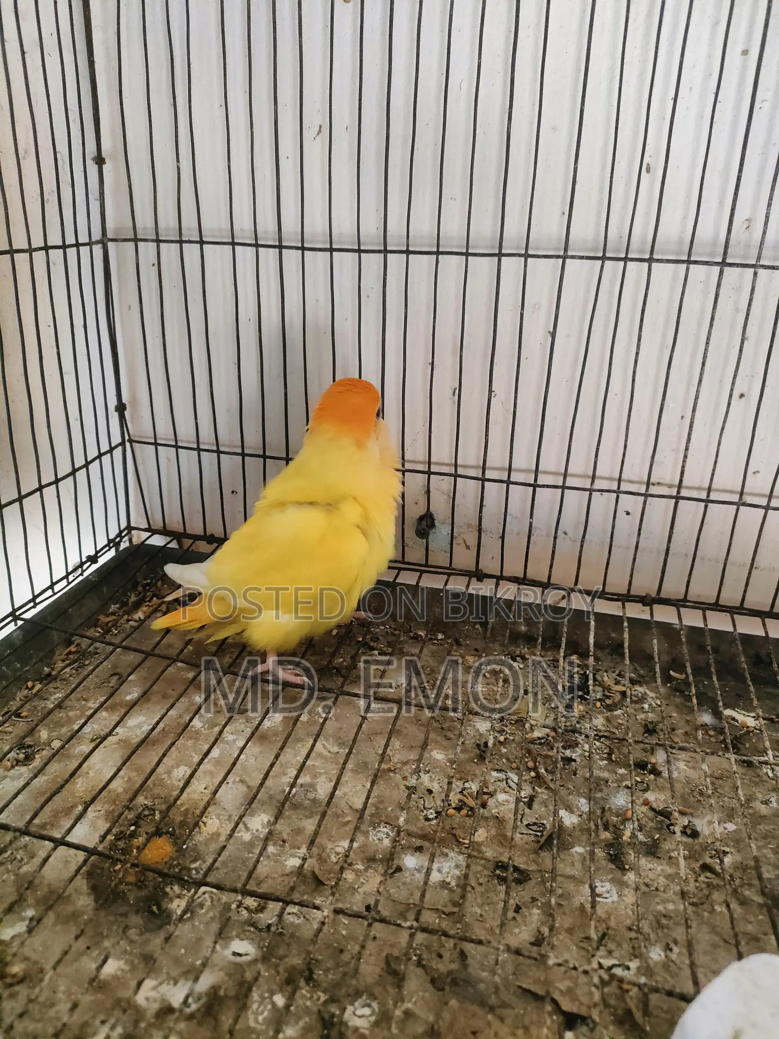 Love Birds for sale