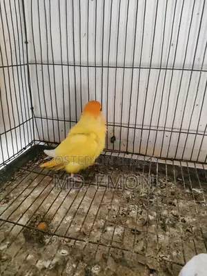 Love Birds for sale