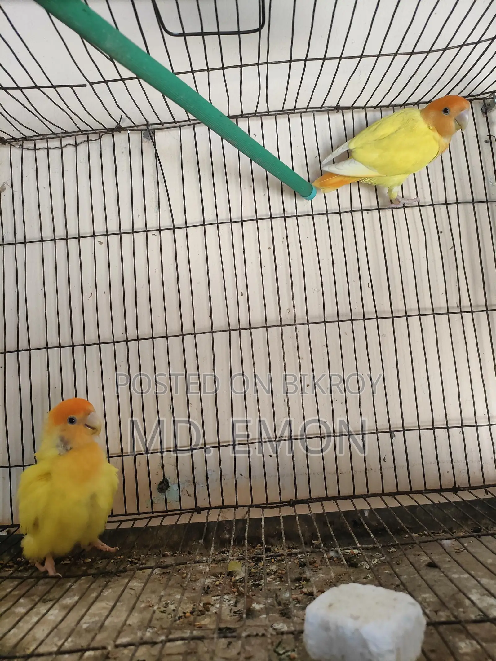 Love Birds for sale