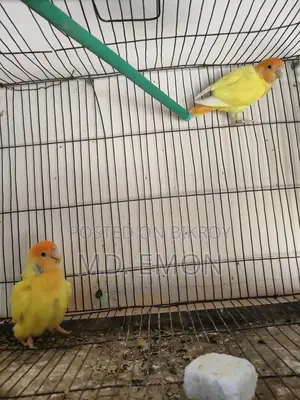Love Birds for sale