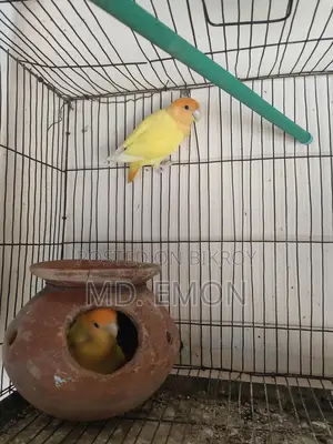 Love Birds for sale
