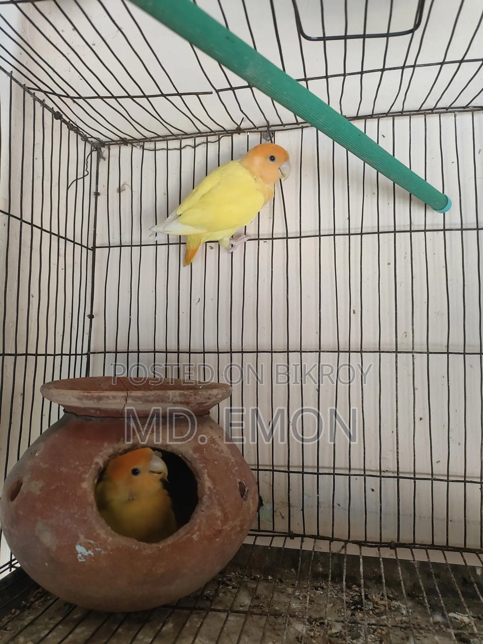 Love Birds for sale