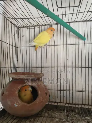 Love Birds for sale