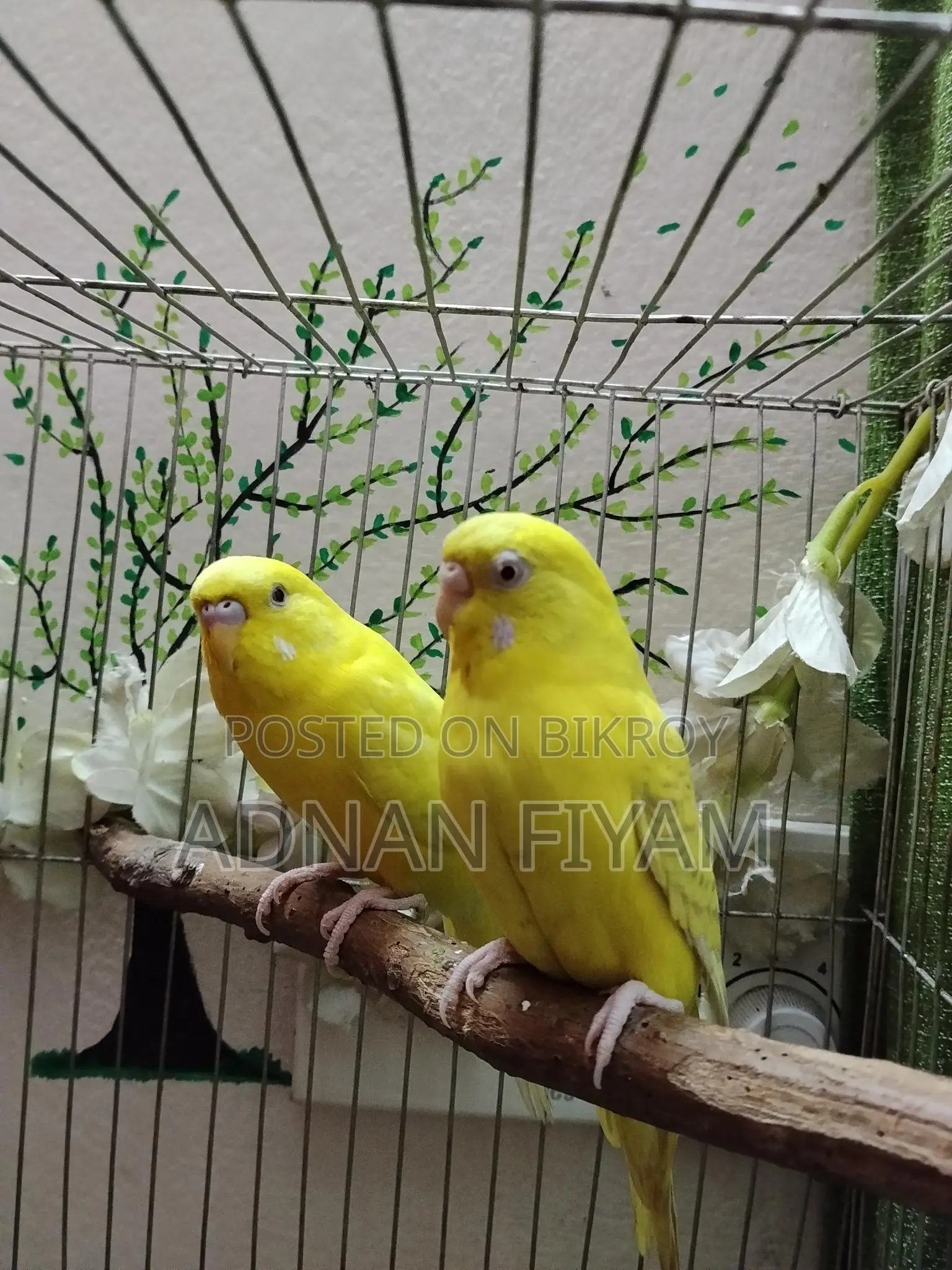 Lutino And Fellow Red Eye Pair